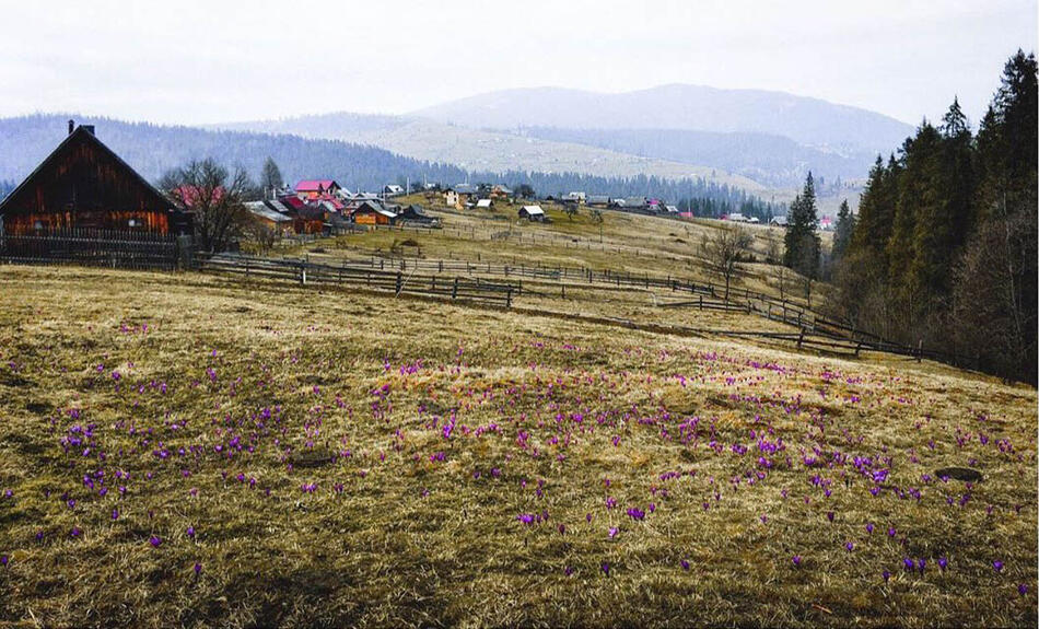 ранок у ворохті