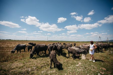 Буйволина ферма «Карпатський буйвіл»