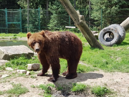 Центр реабілітації бурих ведмедів