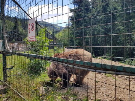 Центр реабілітації бурих ведмедів